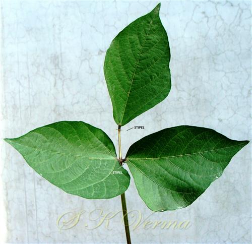  Leaf